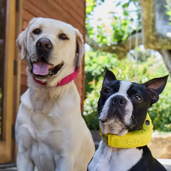 Halo Collar 5 GPS Dog Fence