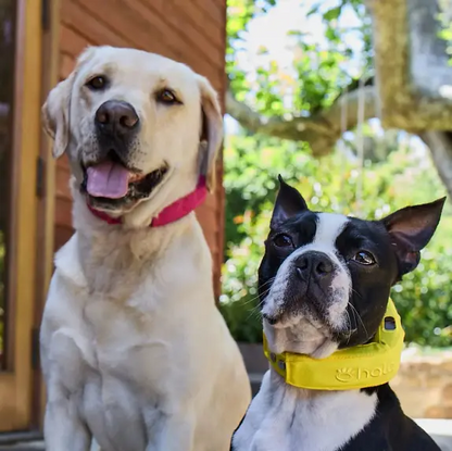 Halo Collar 5 GPS Dog Fence